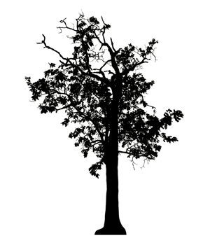 Realistic tree silhouette isolated on transparent background with clipping path and alpha channel png