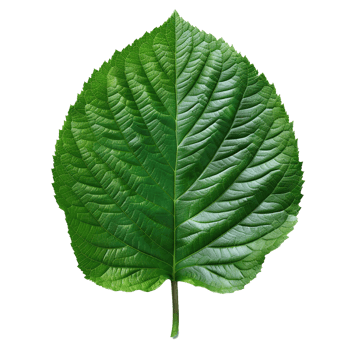Realistic Green Leaf on Transparent Background png