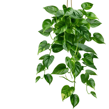 Realistic Green Leaf on Transparent Background png