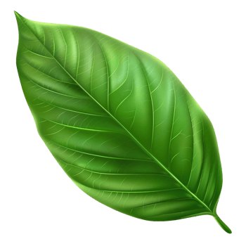 Realistic Green Leaf on Transparent Background png