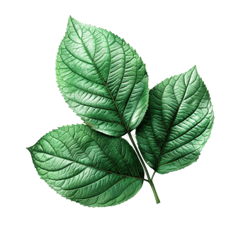 Realistic Green Leaf on Transparent Background png