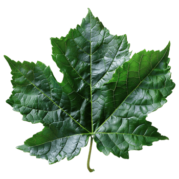 Realistic Green Leaf on Transparent Background png