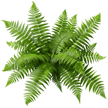 Realistic Green Leaf on Transparent Background png