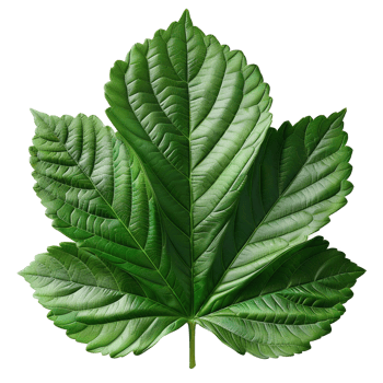 Realistic Green Leaf on Transparent Background png