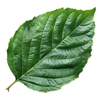 Realistic Green Leaf on Transparent Background png