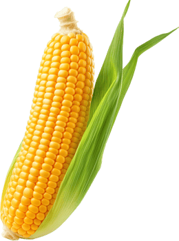 Maize Clipart - Corn isolated - A fresh Corn illustration png