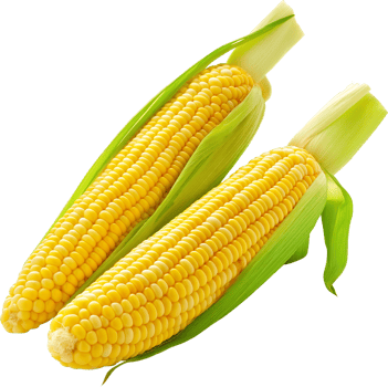 Maize Clipart - Corn isolated - Raw few of corn illustration png