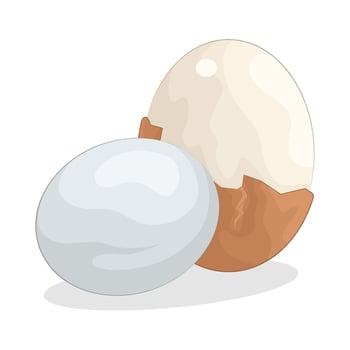 Illustration of boiled egg vector