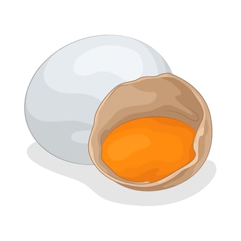 Illustration of egg vector