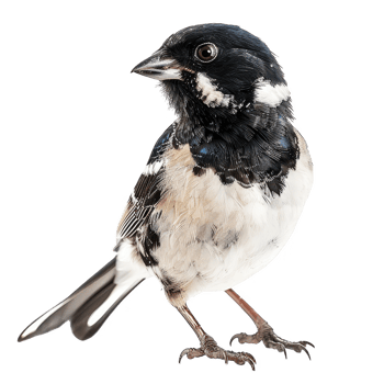 bird transparent background png