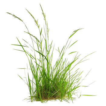 grass transparent background png
