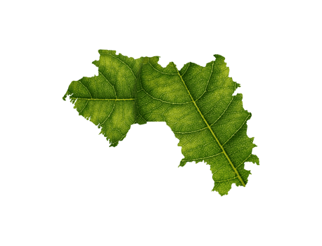 Guinea map made of green leaves ecology concept png