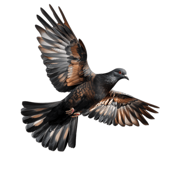 A majestic dove soars gracefully captured in stunning high detail png