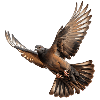 A majestic dove soars gracefully captured in stunning high detail png