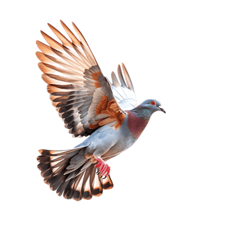 A majestic dove soars gracefully captured in stunning high detail png