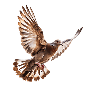 A majestic dove soars gracefully captured in stunning high detail png