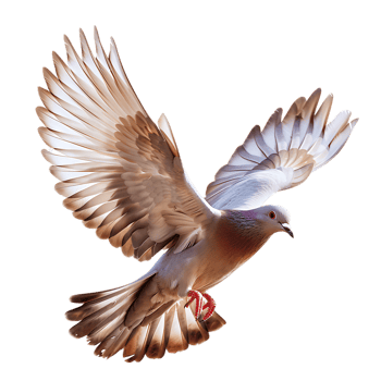 A majestic dove soars gracefully captured in stunning high detail png
