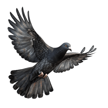 A majestic dove soars gracefully captured in stunning high detail png