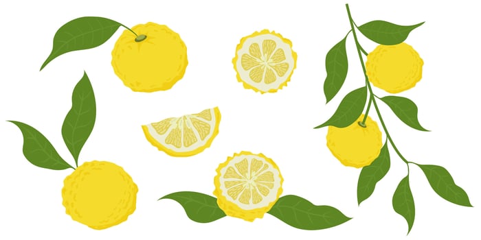 Hand drawn yuzu fruit. Set of Yuzu fruits isolated on a white background vector