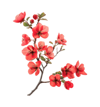 Branch of red rose plant isolated on transparent background cutout png