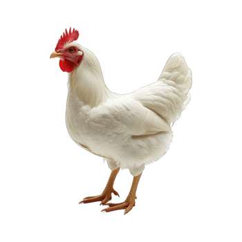 Chicken hen poultry farm concept isolated on transparent background cutout png