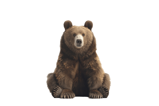 Big brown bear on transparent background png