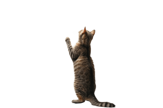 cat standing up and looking up at something png