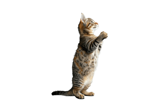 a cat standing up and looking up at something png