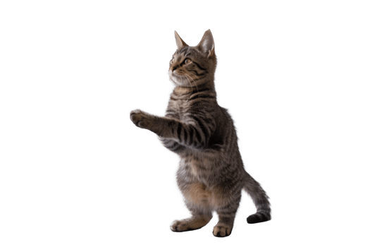 a cat standing up and looking at something png