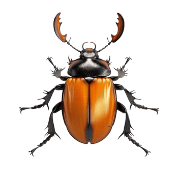 Insect with Vibrant Black and Orange Wings, Transparent Background png