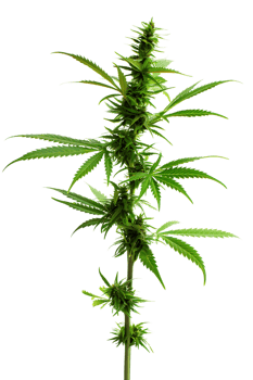 A solitary cannabis plant represents nature's complexity and cultural significance png