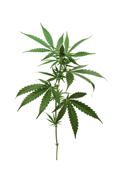 A solitary cannabis plant represents nature's complexity and cultural significance png