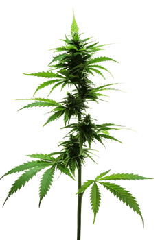 A solitary cannabis plant represents nature's complexity and cultural significance png
