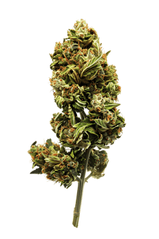 A solitary cannabis plant represents nature's complexity and cultural significance png