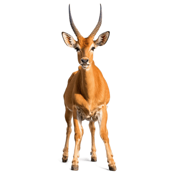 Graceful impala Aepyceros melampus leaping elegantly slender horns tawny coat shining Animal photography png