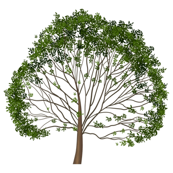 Green tree, Tree on transparent background png
