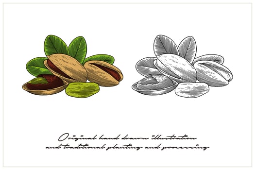 colored Pistachio illustration in engraving style vector