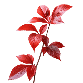 Red leaves isolated on transparent background png
