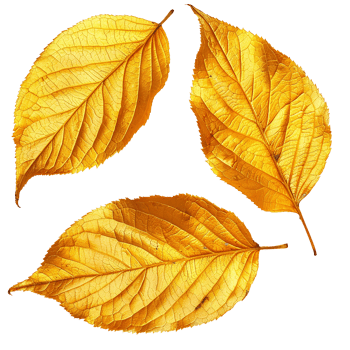 Gold leaves isolated on transparent background png