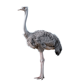 ostrich isolated on a transparent background png