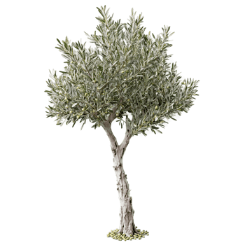 Olive Tree silvery green leaves and small green olives on the gnarled branches Olea europaea png
