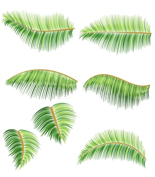 green leaves of tropical palm tree illustration flat style isolated on white background vector