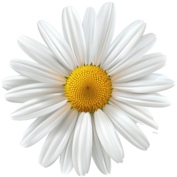 daisy flower on transparent background png