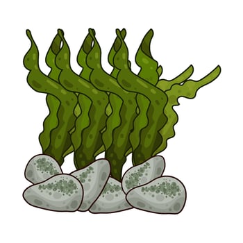 Illustration of seaweed vector