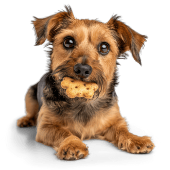 treats dog on transparent background png