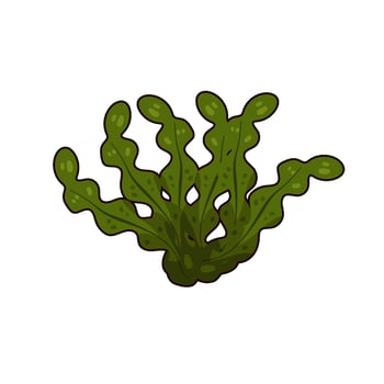 Illustration of seaweed vector