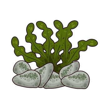 Illustration of seaweed vector