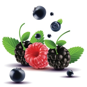 Whole fresh blackberry and Redberry with green leaf background illustration vector