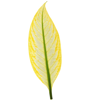 Sunflower vibrant yellow petals surrounding dark brown center seeds visible Helianthus annuus. Flowers isolated on transparent background png