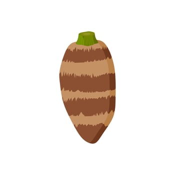 taro root flat design illustration isolated on white background. malanga, colocasia esculenta, satoimo. Chinese and japanese vegetable. Asian cuisine ingredient. Healthy vegetarian food. vector